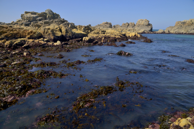 Algues brunes - Laminaires lors d'une marée de vives-eaux